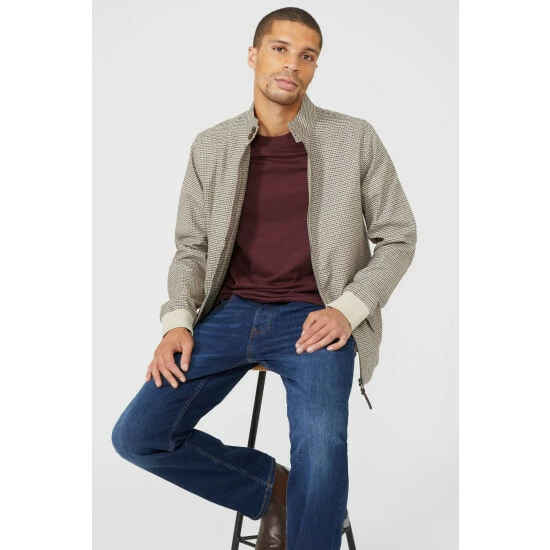 Maine Mini Dogtooth Harrington For Male 8 Maine Mini Dogtooth Harrington For Male - Image 6